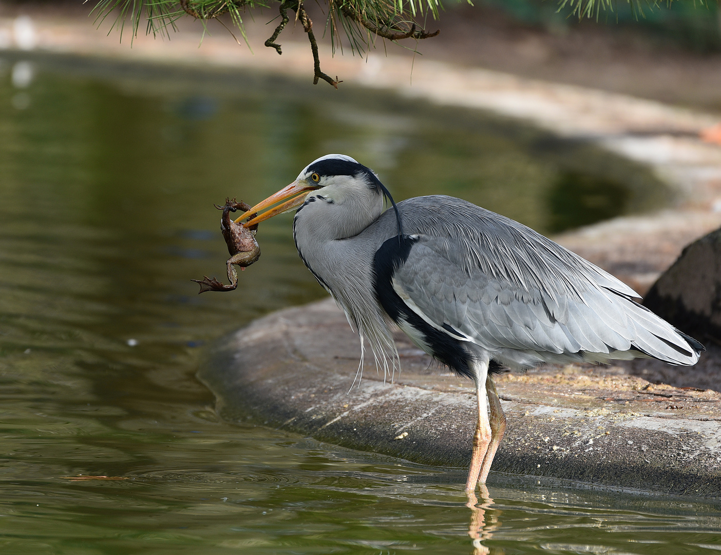 Graureiher (Ardea cinerea)