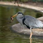 Graureiher (Ardea cinerea)