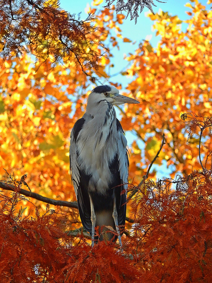 Graureiher (Ardea cinerea)