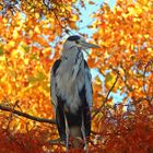 Graureiher (Ardea cinerea)