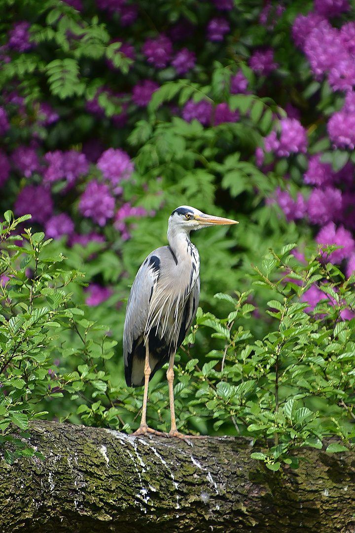 Graureiher (Ardea cinerea)