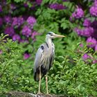 Graureiher (Ardea cinerea)