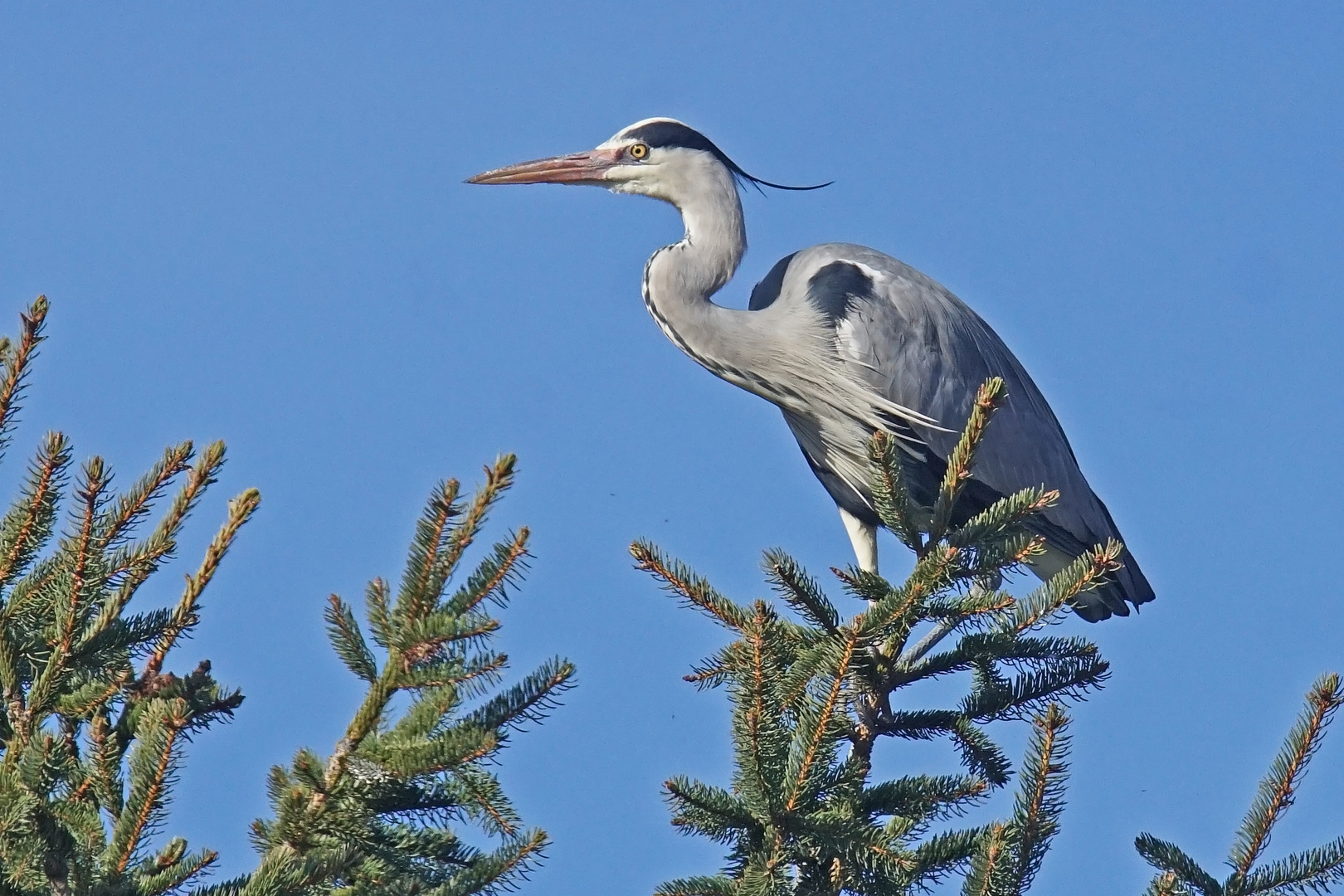 Graureiher (Ardea cinerea)