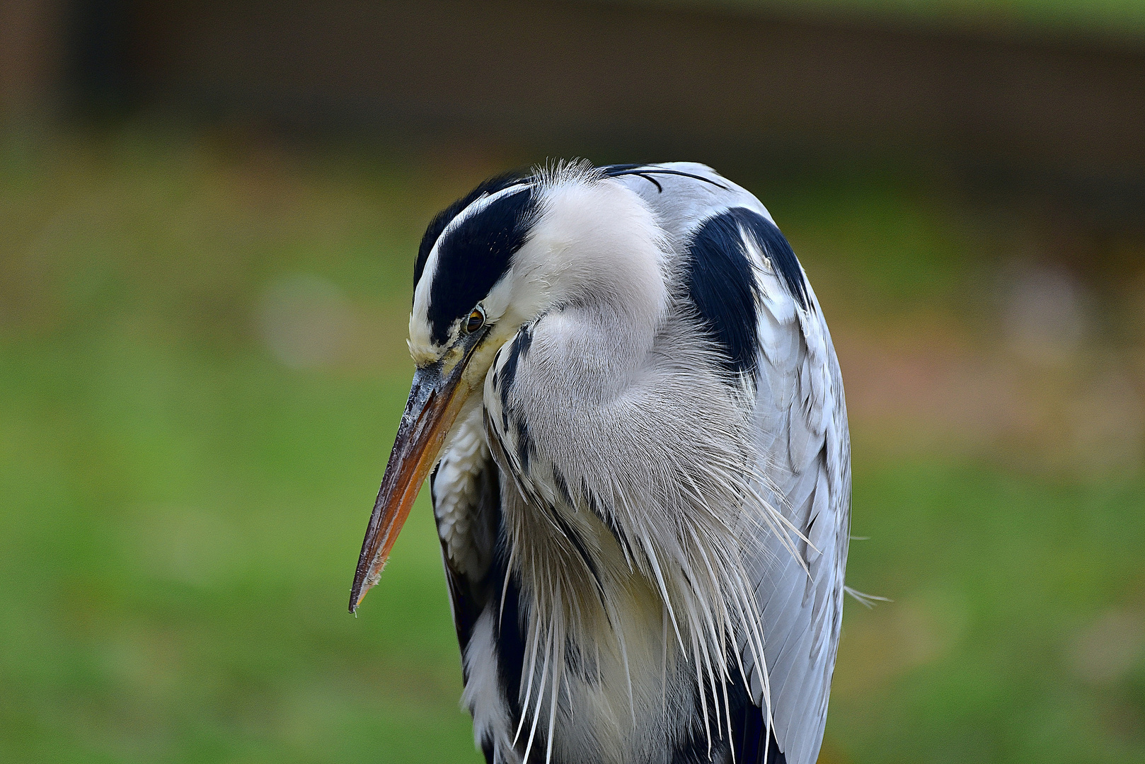 Graureiher (Ardea cinerea)