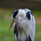 Graureiher (Ardea cinerea)