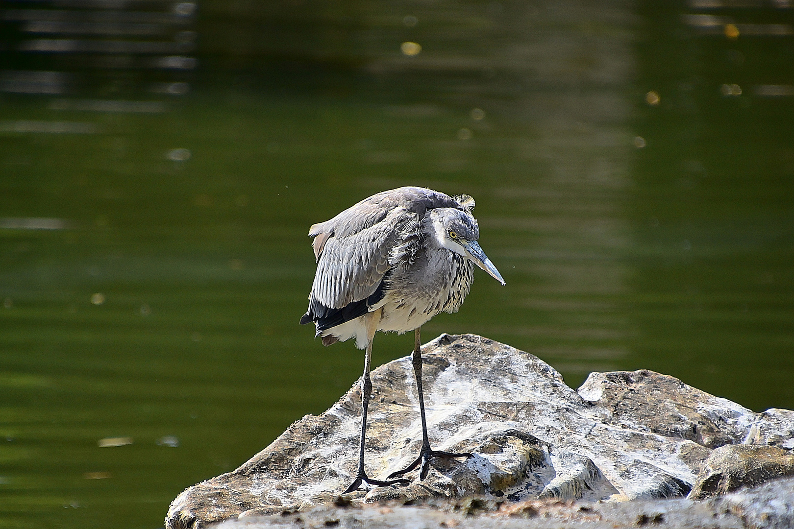 Graureiher (Ardea cinerea)