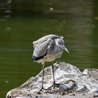 Graureiher (Ardea cinerea)