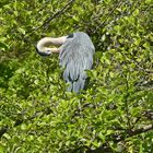 Graureiher (Ardea cinerea)