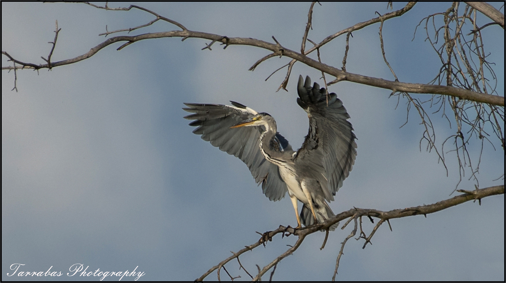 Graureiher Ardea cinerea