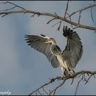 Graureiher Ardea cinerea