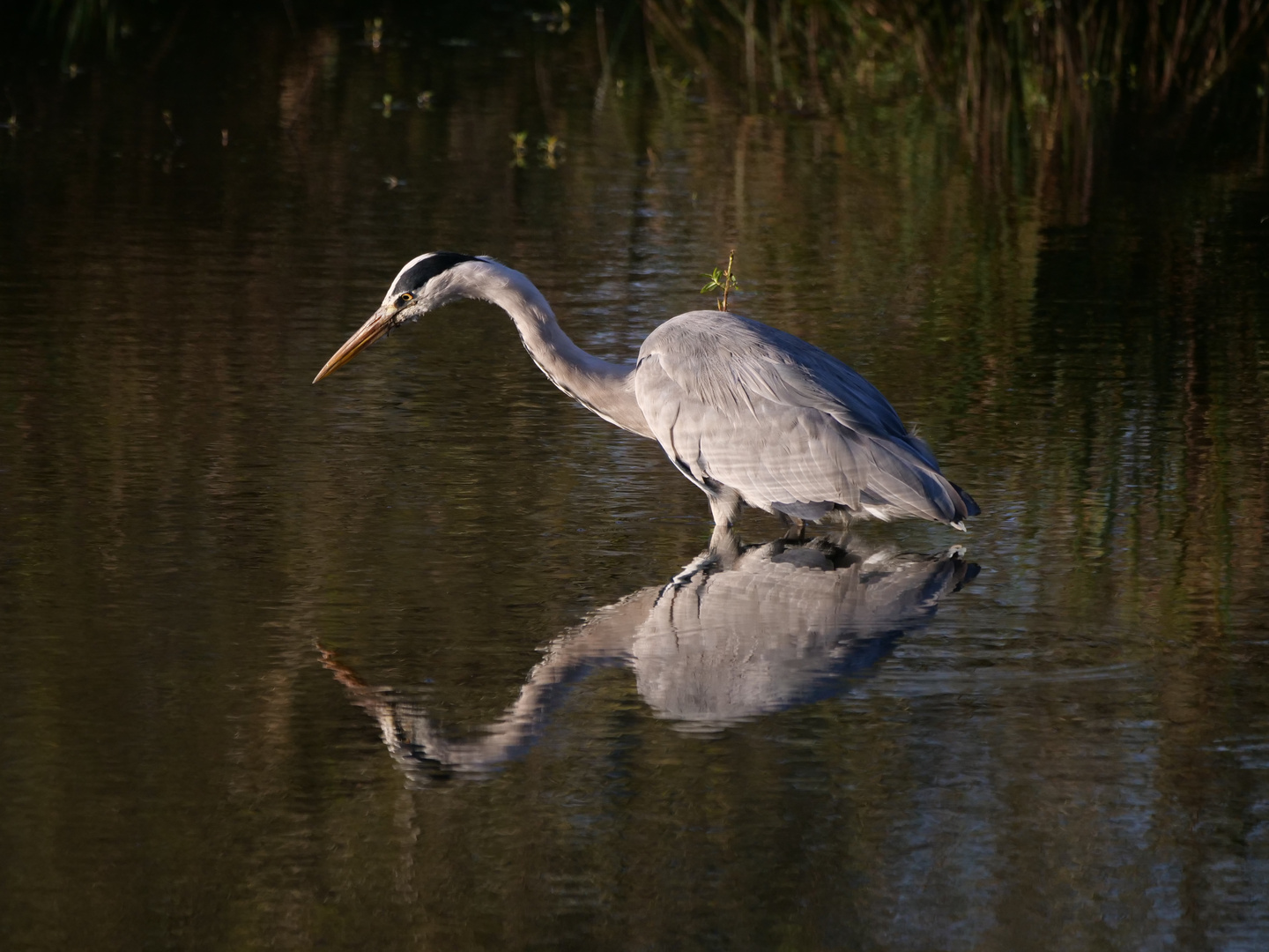 Graureiher (Ardea cinerea)