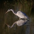 Graureiher (Ardea cinerea)