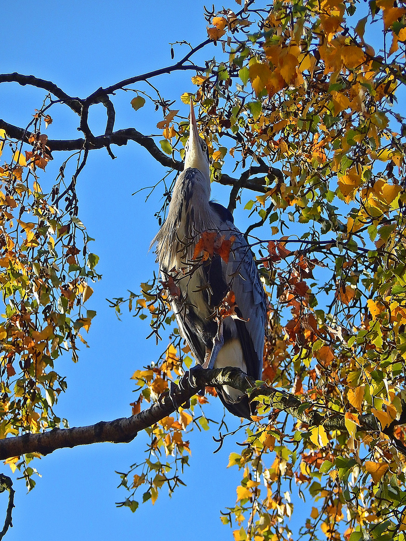 Graureiher (Ardea cinerea)