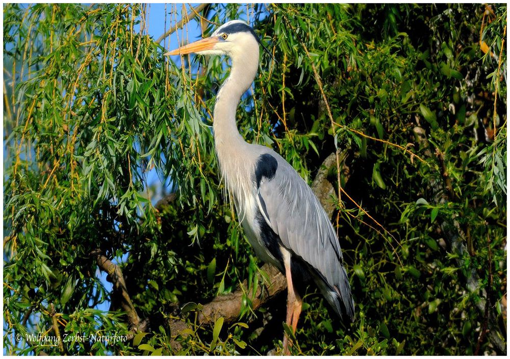 --- Graureiher --- ( Ardea cinerea )