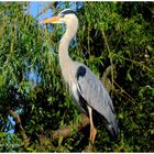 --- Graureiher --- ( Ardea cinerea )