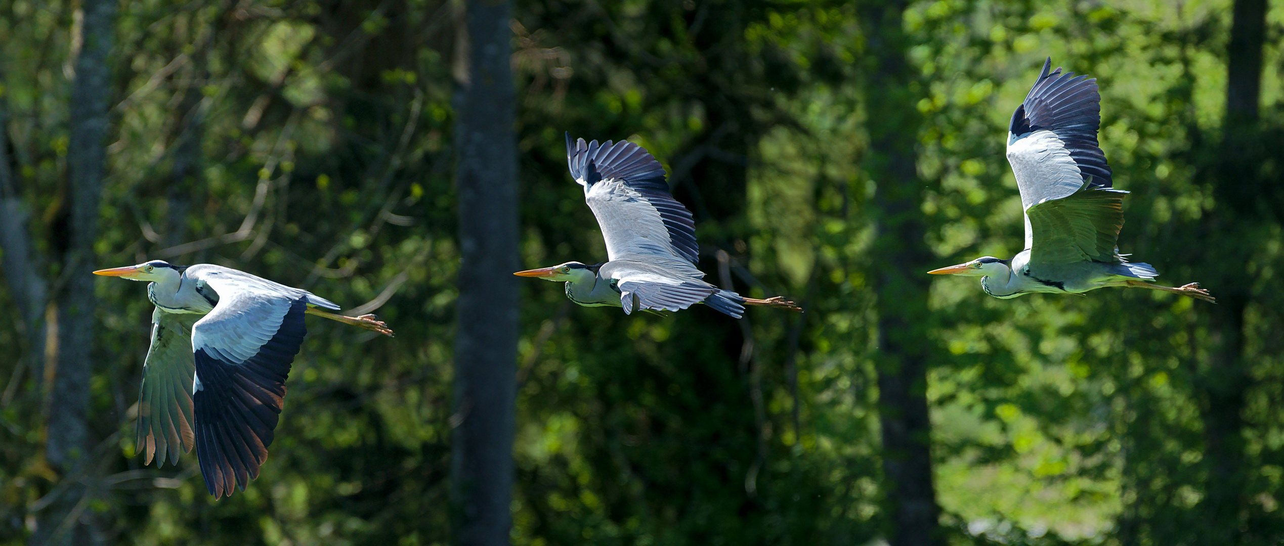 Graureiher (Ardea cinerea) -  Flugstudie