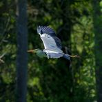 Graureiher (Ardea cinerea) -  Flugstudie