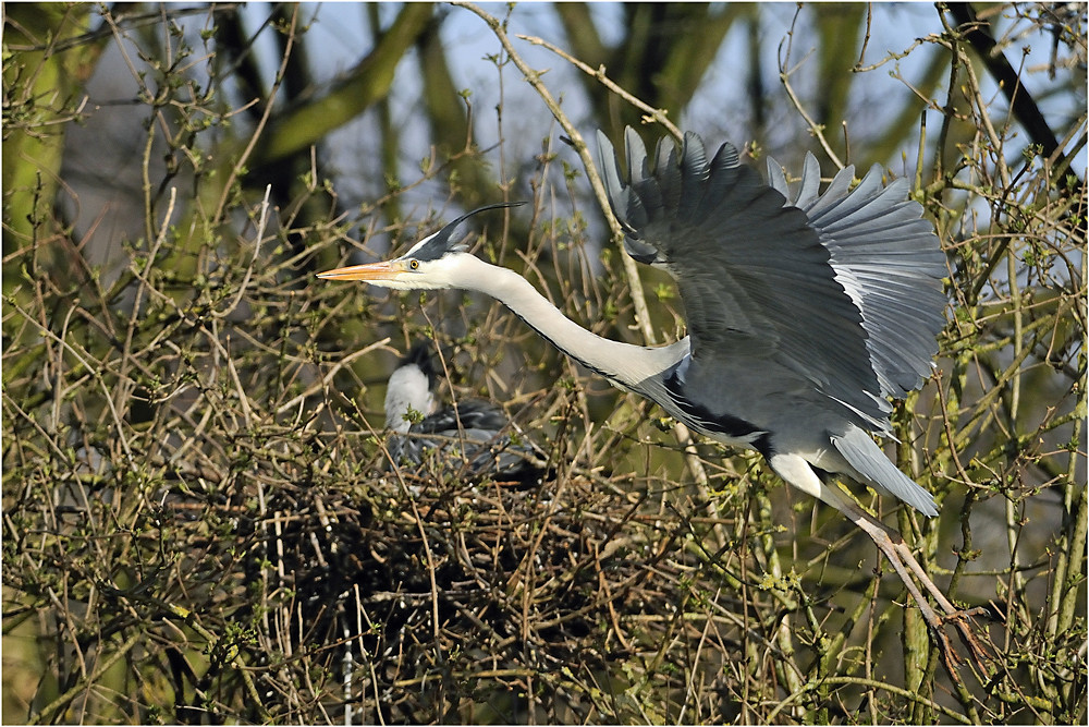 Graureiher (Ardea cinerea) III