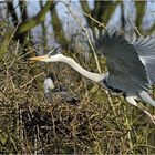 Graureiher (Ardea cinerea) III