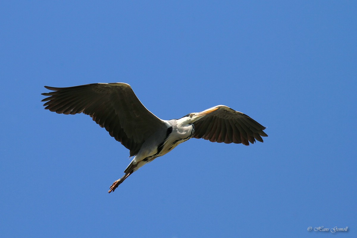 Graureiher (Ardea cinerea) im Flug