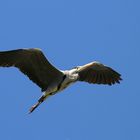 Graureiher (Ardea cinerea) im Flug