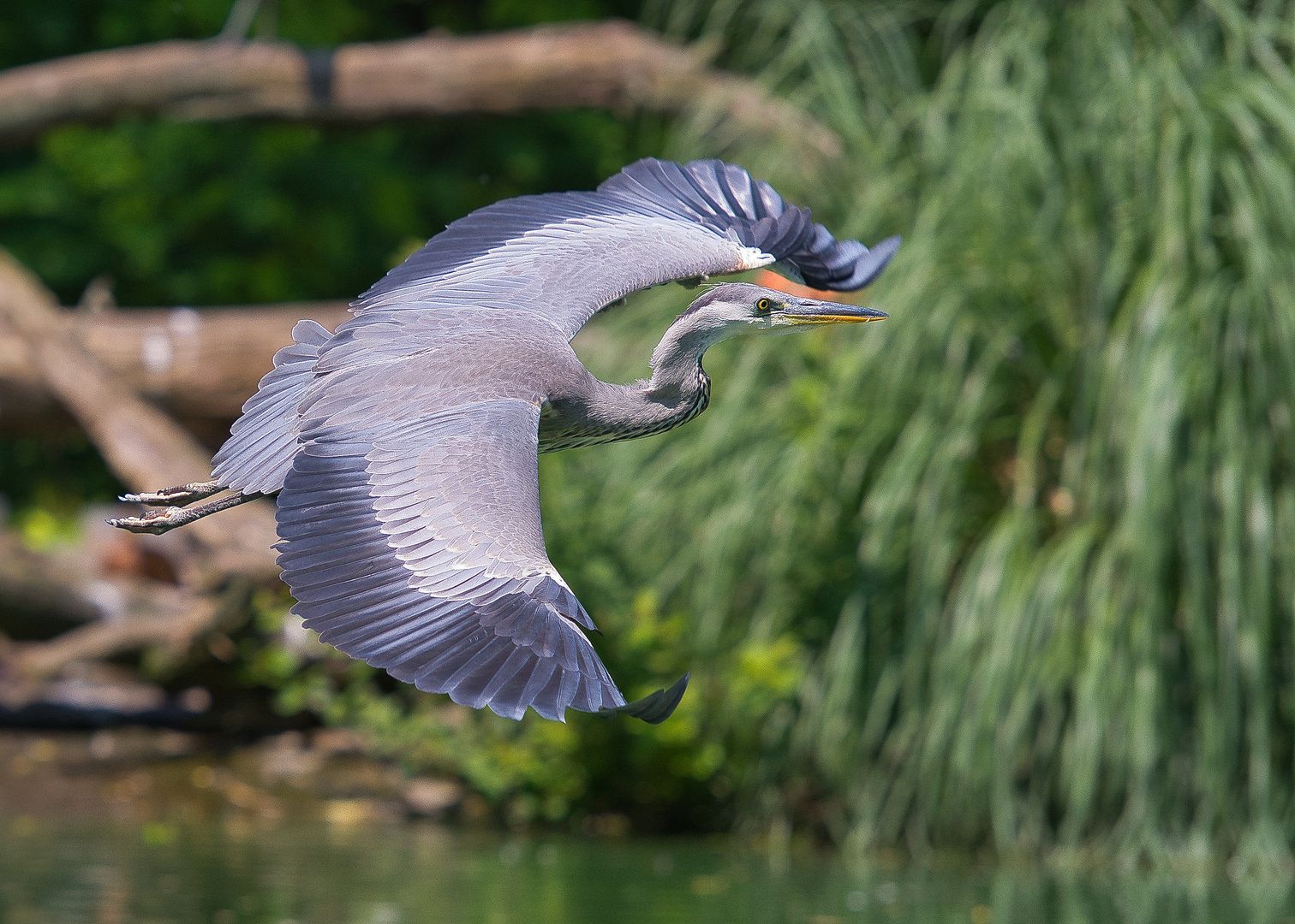 Graureiher (Ardea cinerea) im Flug