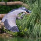 Graureiher (Ardea cinerea) im Flug