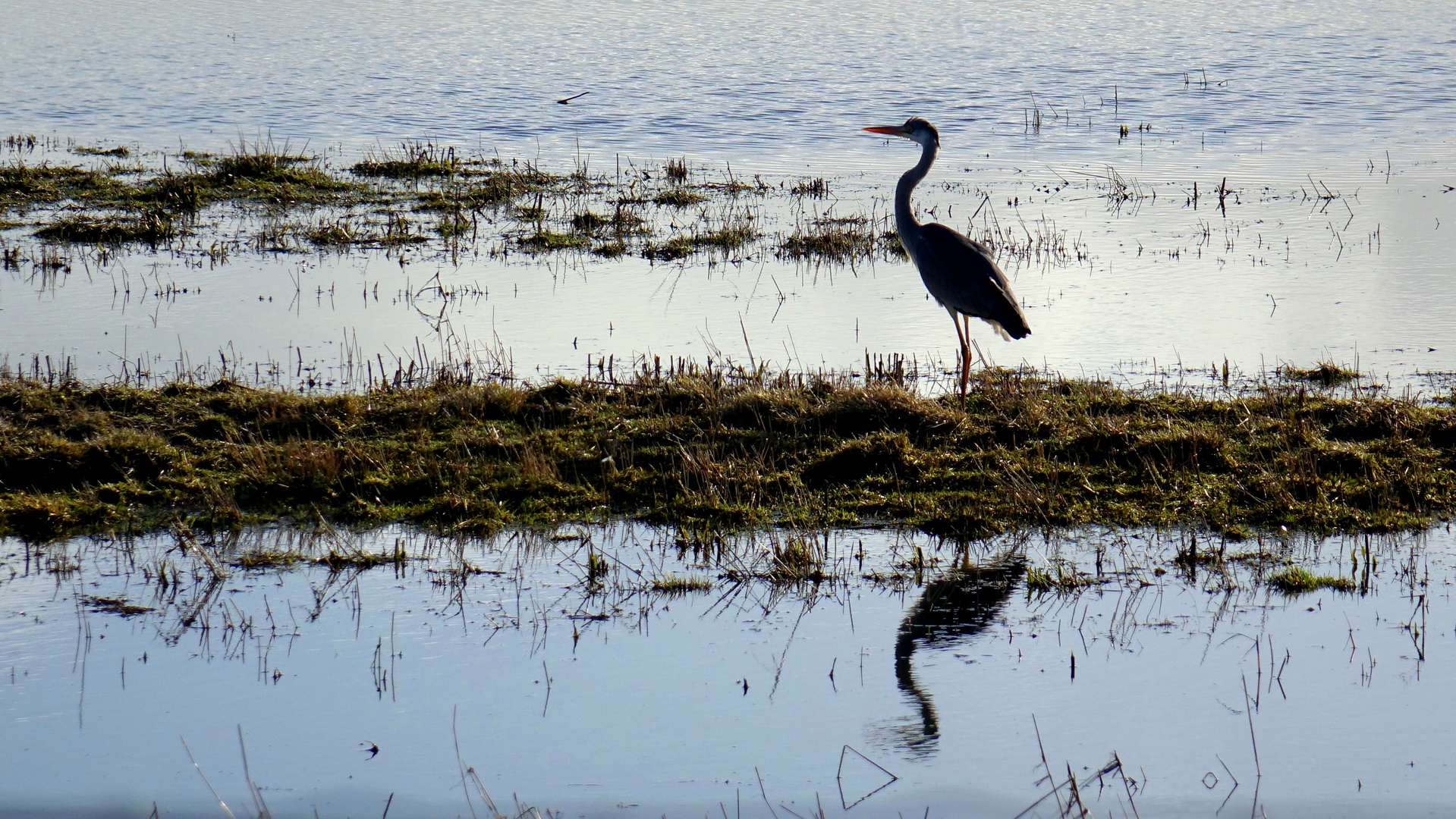 Graureiher (Ardea cinerea) im Gegenlicht... 