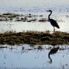 Graureiher (Ardea cinerea) im Gegenlicht... 