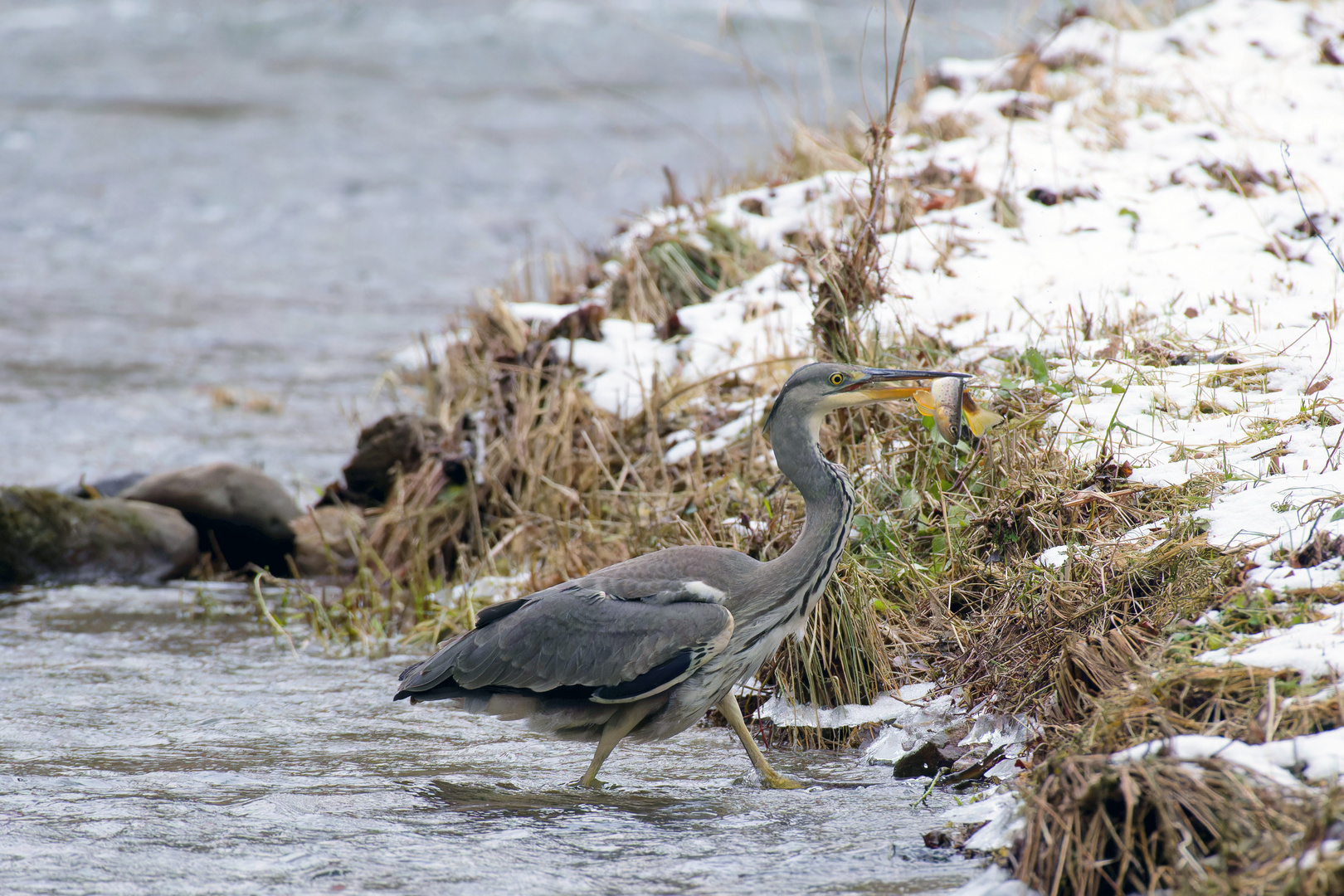 Graureiher (Ardea cinerea)  im Polenztal