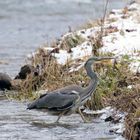 Graureiher (Ardea cinerea)  im Polenztal