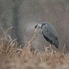 Graureiher (Ardea cinerea) im Schnee