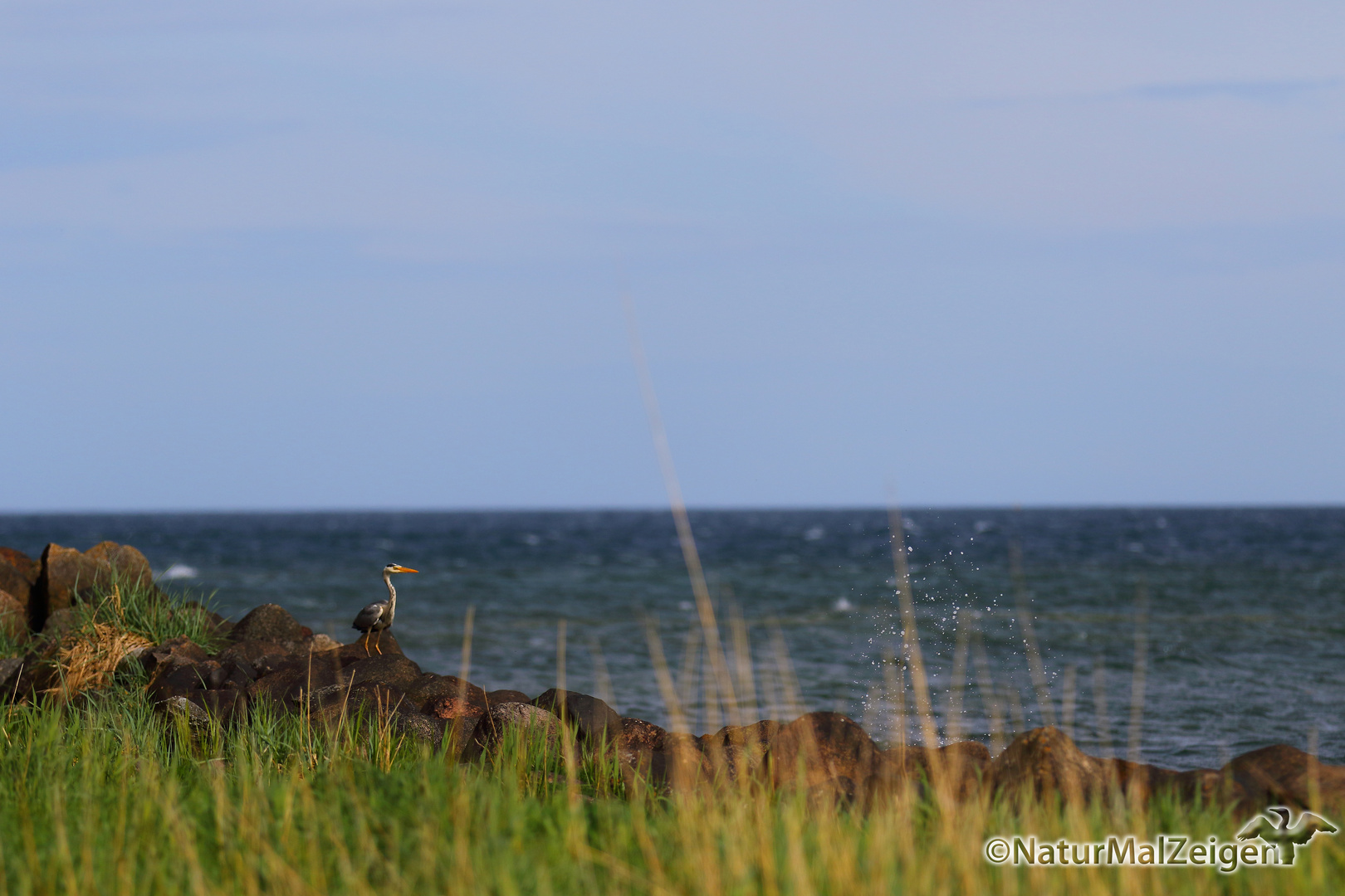 Graureiher (Ardea cinerea) im Sonnenuntergang