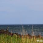 Graureiher (Ardea cinerea) im Sonnenuntergang