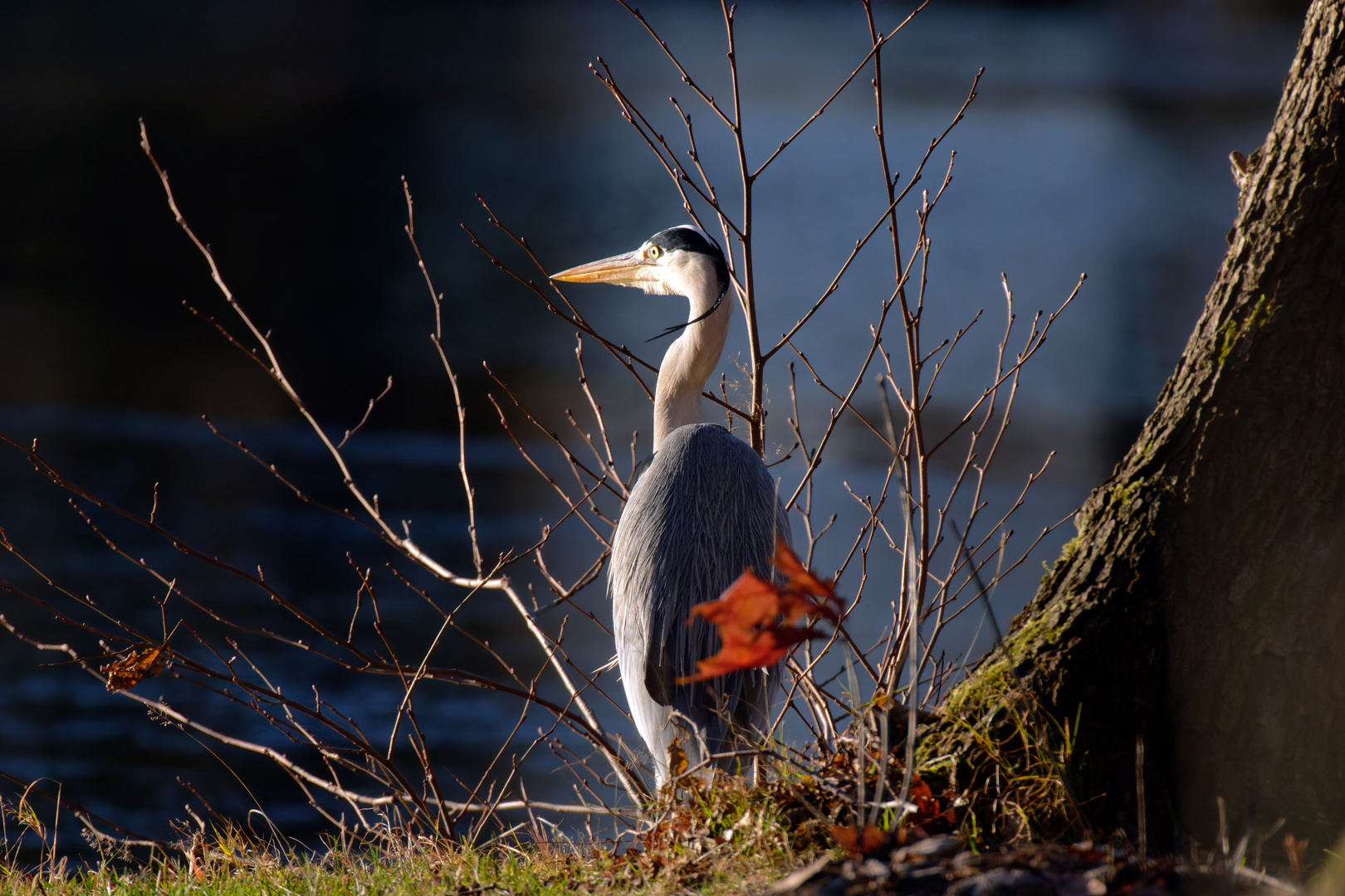 Graureiher (Ardea cinerea) im Wind