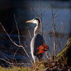 Graureiher (Ardea cinerea) im Wind