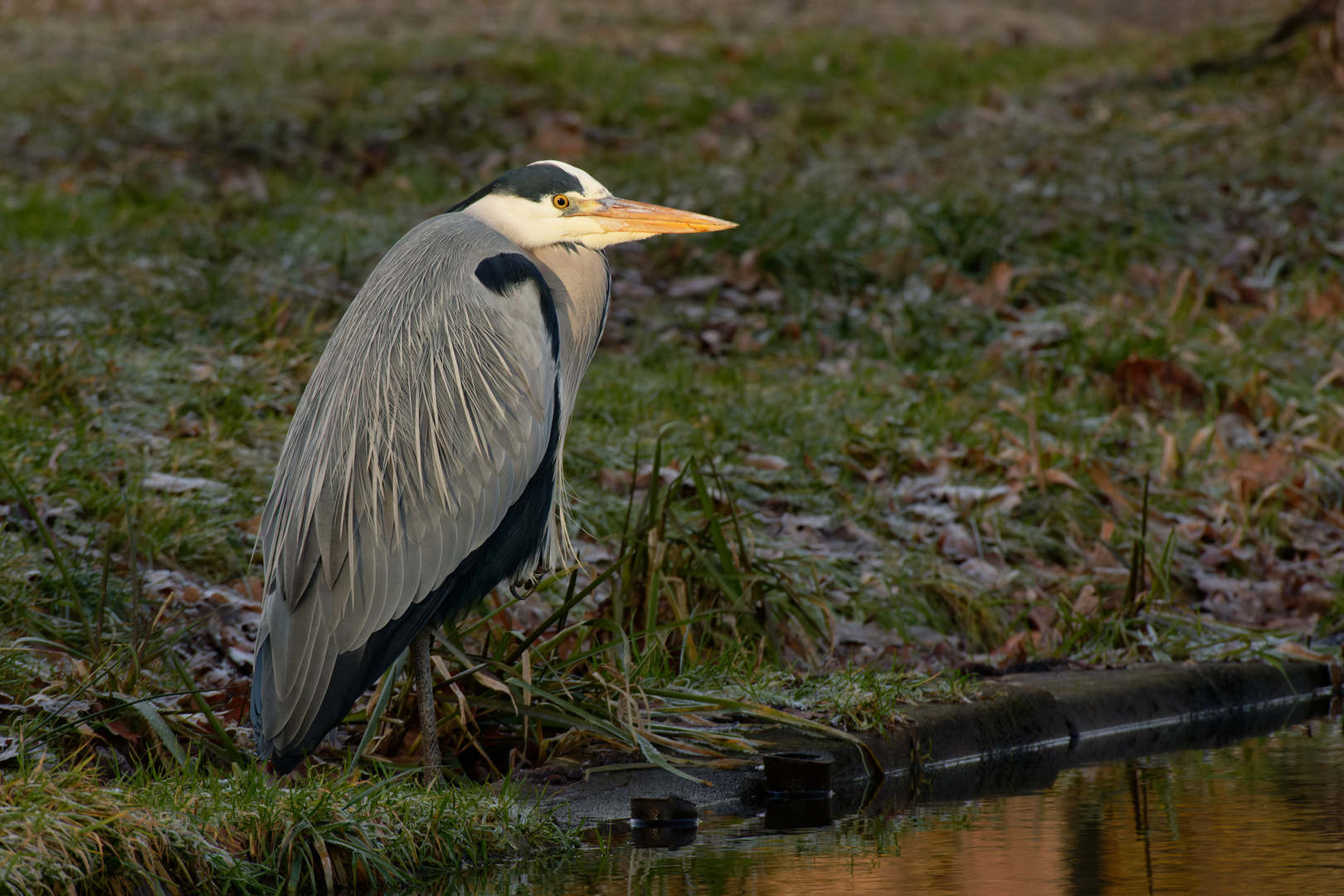 Graureiher (Ardea cinerea) im Winter