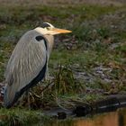 Graureiher (Ardea cinerea) im Winter