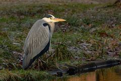 Graureiher (Ardea cinerea) im Winter