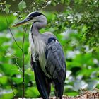 Graureiher (Ardea cinerea) in seinen Habitat,  gray heron in its habitat, garza gris en su hábitat