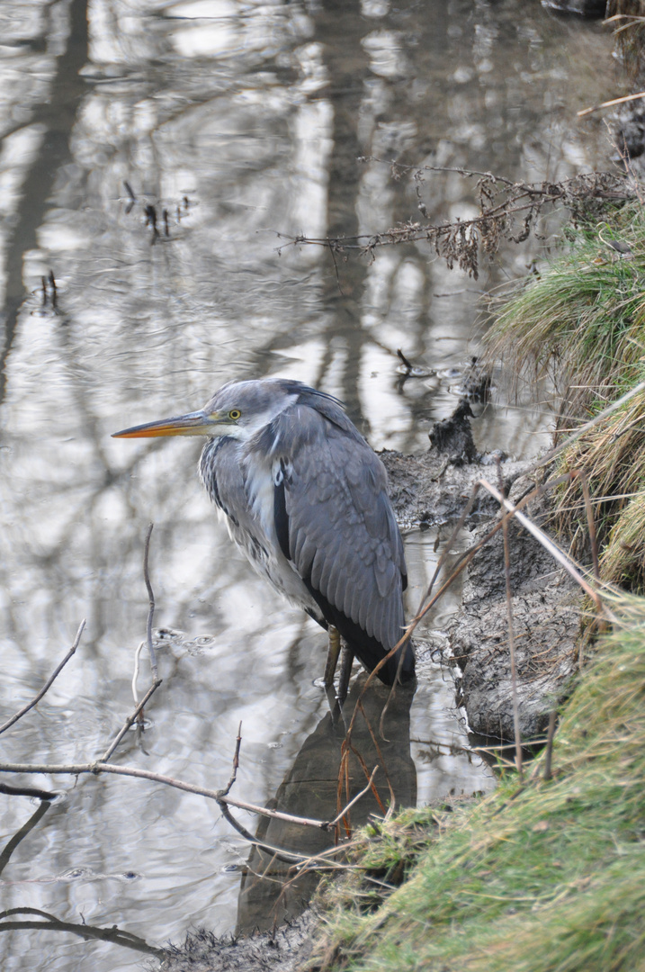 Graureiher (Ardea cinerea) - in Wyk auf Föhr