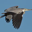 Graureiher (Ardea cinerea) - Jungvogel 4