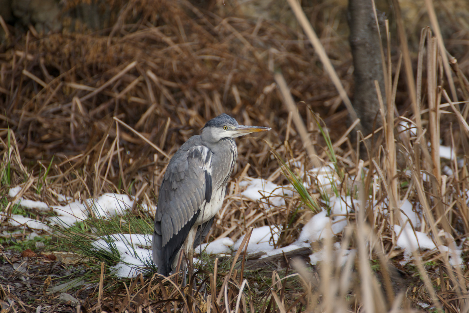 Graureiher (Ardea cinerea) - Kalte Füße