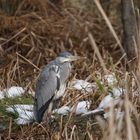 Graureiher (Ardea cinerea) - Kalte Füße