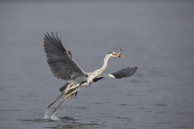 Graureiher (Ardea cinerea) mit Beute