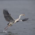 Graureiher (Ardea cinerea) mit Beute