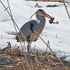 Graureiher (Ardea cinerea) mit fetter Beute...