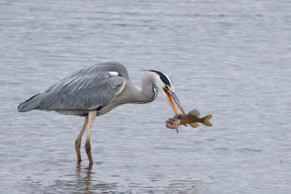 Graureiher (Ardea cinerea) mit Hecht