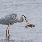 Graureiher (Ardea cinerea) mit Hecht