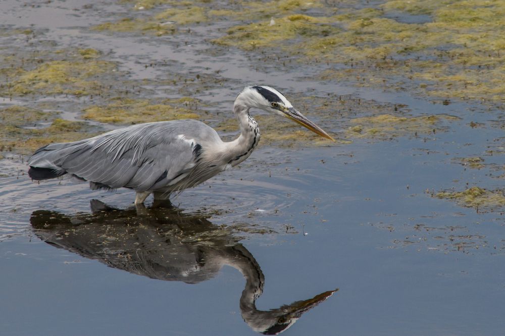 Graureiher [Ardea cinerea], Nettetal